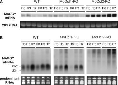 https://cdn.ncbi.nlm.nih.gov/pmc/blobs/d824/2094067/7ac088ee36b9/gkm646f4.jpg