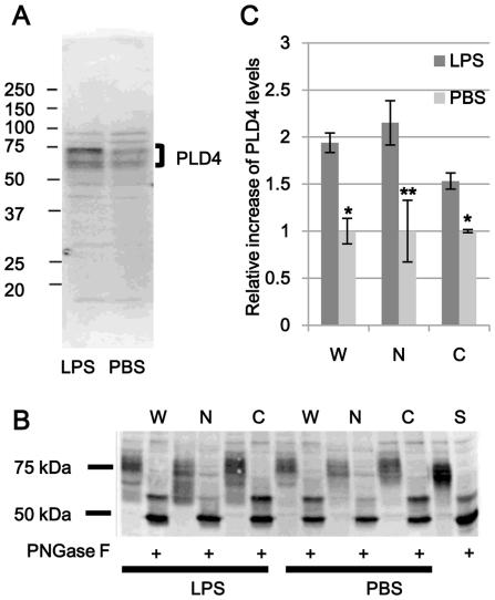 https://cdn.ncbi.nlm.nih.gov/pmc/blobs/d825/3216956/32236d503ce3/pone.0027544.g005.jpg