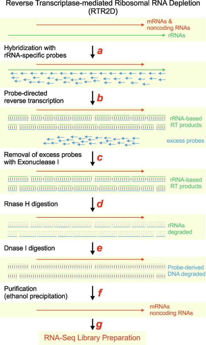 https://cdn.ncbi.nlm.nih.gov/pmc/blobs/d828/7195496/6926a16a30c7/gr1.jpg