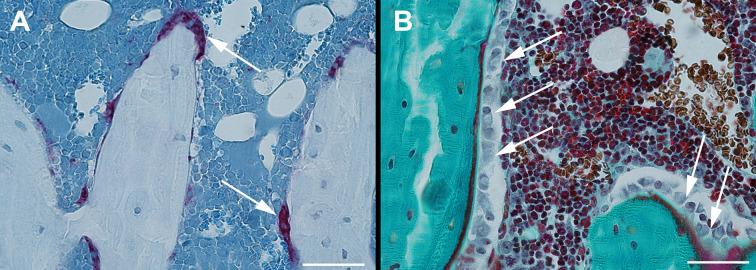 https://cdn.ncbi.nlm.nih.gov/pmc/blobs/d829/7581786/a9b54991799d/fendo-11-588773-g003.jpg