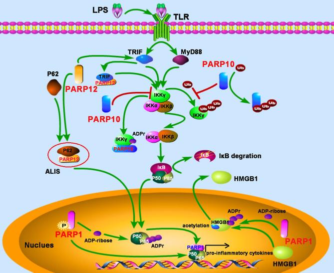 https://cdn.ncbi.nlm.nih.gov/pmc/blobs/d82d/8341640/385845db18da/fimmu-12-712556-g003.jpg
