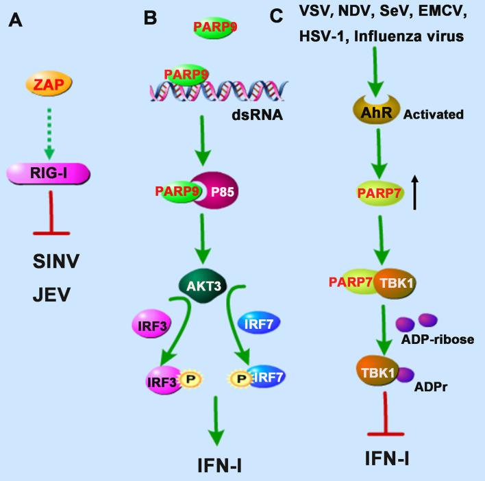 https://cdn.ncbi.nlm.nih.gov/pmc/blobs/d82d/8341640/5714875bd82f/fimmu-12-712556-g002.jpg