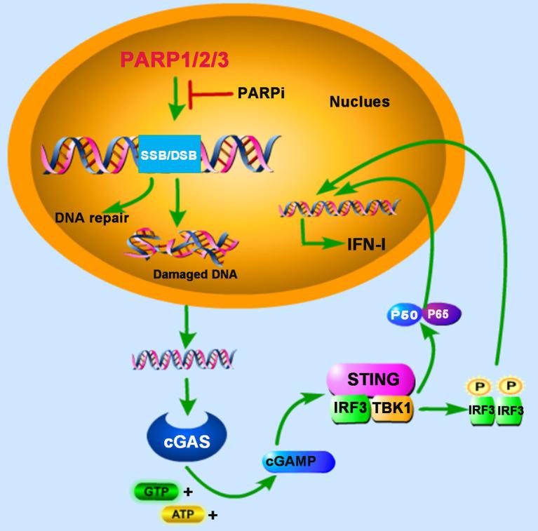 https://cdn.ncbi.nlm.nih.gov/pmc/blobs/d82d/8341640/e0b6bf5d04a9/fimmu-12-712556-g001.jpg