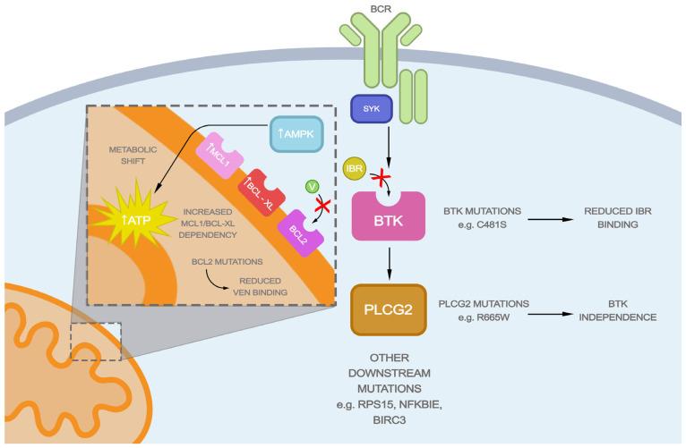 https://cdn.ncbi.nlm.nih.gov/pmc/blobs/d82e/10855898/e9e37f84df31/ijms-25-01589-g001.jpg