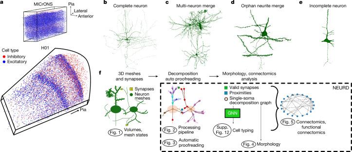 https://cdn.ncbi.nlm.nih.gov/pmc/blobs/d830/11981913/4b5023f24334/41586_2025_8660_Fig1_HTML.jpg