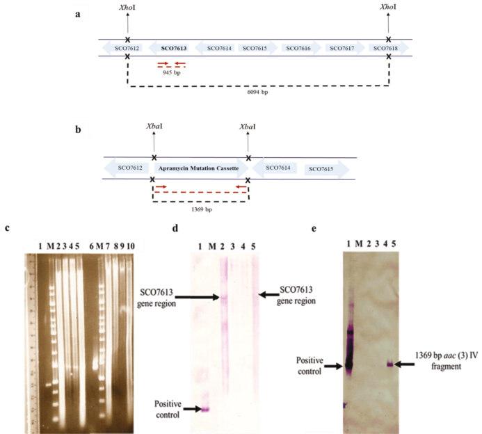 https://cdn.ncbi.nlm.nih.gov/pmc/blobs/d83b/8313934/b09759bd2539/turkjbio-45-275-fig005.jpg
