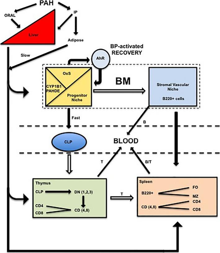 https://cdn.ncbi.nlm.nih.gov/pmc/blobs/d840/5242170/67e922709adf/PRP2-4-0245-g008.jpg