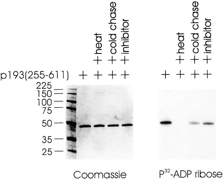 https://cdn.ncbi.nlm.nih.gov/pmc/blobs/d843/2169495/7f371e2b3c10/JCB9906061.f4.jpg