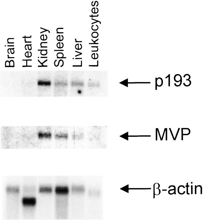 https://cdn.ncbi.nlm.nih.gov/pmc/blobs/d843/2169495/8a4981a38040/JCB9906061.f6.jpg