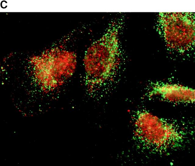 https://cdn.ncbi.nlm.nih.gov/pmc/blobs/d843/2169495/ddc28c188871/JCB9906061.f8c.jpg