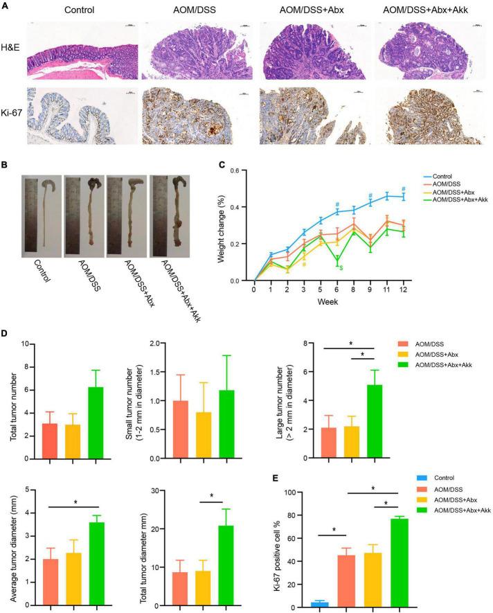 https://cdn.ncbi.nlm.nih.gov/pmc/blobs/d844/9614165/26da742711cd/fmicb-13-932047-g002.jpg