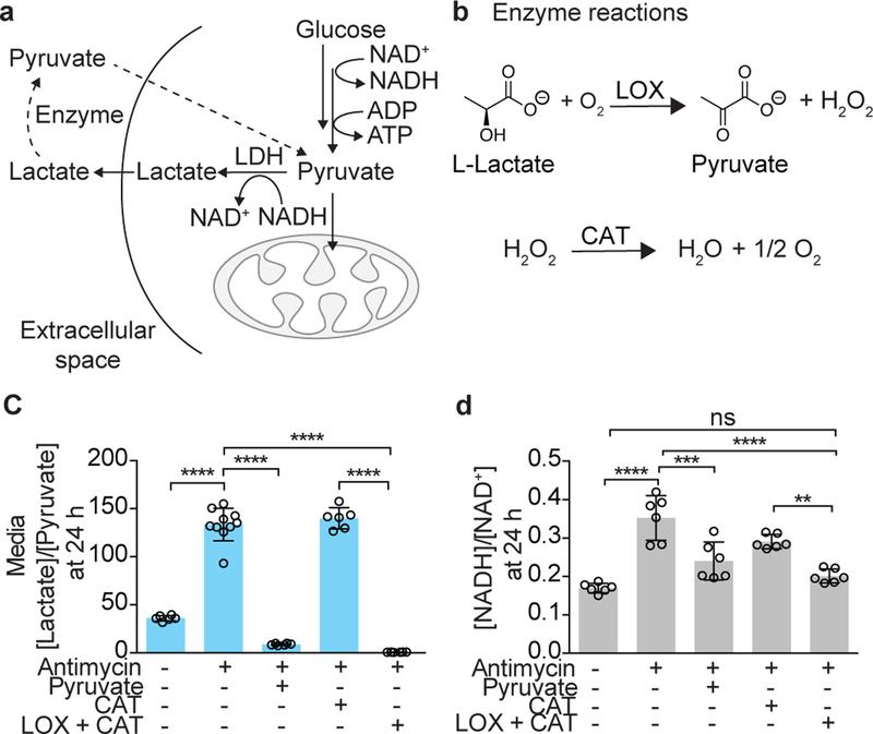 https://cdn.ncbi.nlm.nih.gov/pmc/blobs/d845/7135927/521c00713434/nihms-1545032-f0001.jpg