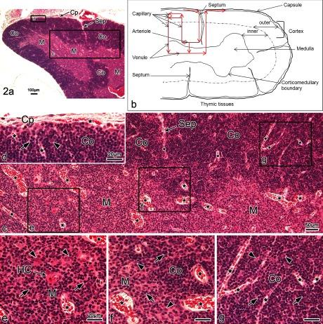 https://cdn.ncbi.nlm.nih.gov/pmc/blobs/d846/4387264/ed9dd6c2450d/AHC14038f02.jpg