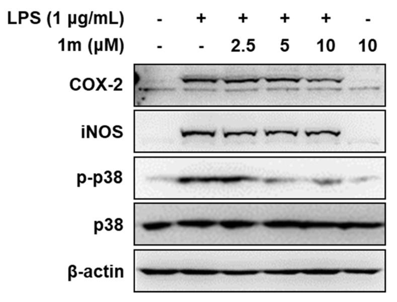 https://cdn.ncbi.nlm.nih.gov/pmc/blobs/d847/8587869/72a08f0fe03b/molecules-26-06489-g004.jpg