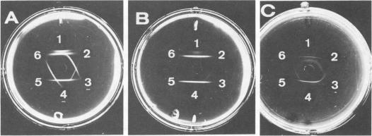 https://cdn.ncbi.nlm.nih.gov/pmc/blobs/d84c/204357/b3251586bba7/aem00116-0106-b.jpg