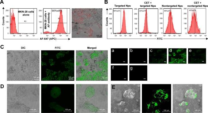 https://cdn.ncbi.nlm.nih.gov/pmc/blobs/d84f/5628680/0361c004206a/ijn-12-7165Fig2.jpg