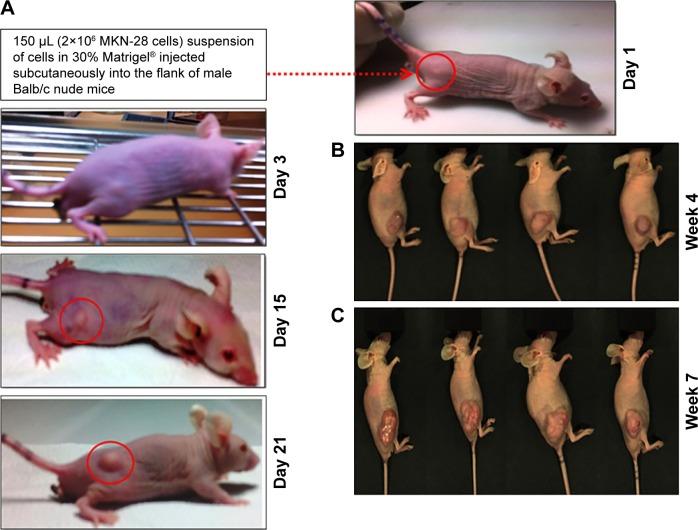 https://cdn.ncbi.nlm.nih.gov/pmc/blobs/d84f/5628680/df3e737cdcff/ijn-12-7165Fig5.jpg
