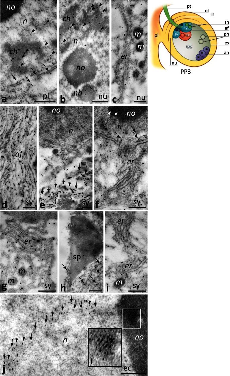 https://cdn.ncbi.nlm.nih.gov/pmc/blobs/d850/4282720/250ef8515559/425_2014_2178_Fig8_HTML.jpg