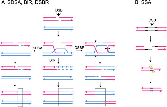 https://cdn.ncbi.nlm.nih.gov/pmc/blobs/d852/9879454/940ce5bfa0a4/pgen.1010590.g002.jpg