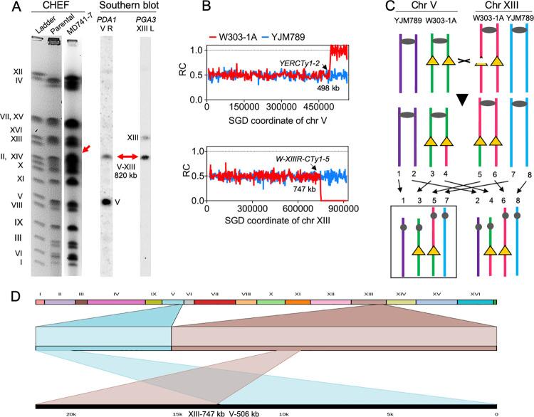 https://cdn.ncbi.nlm.nih.gov/pmc/blobs/d852/9879454/97bb45b0a5fe/pgen.1010590.g006.jpg