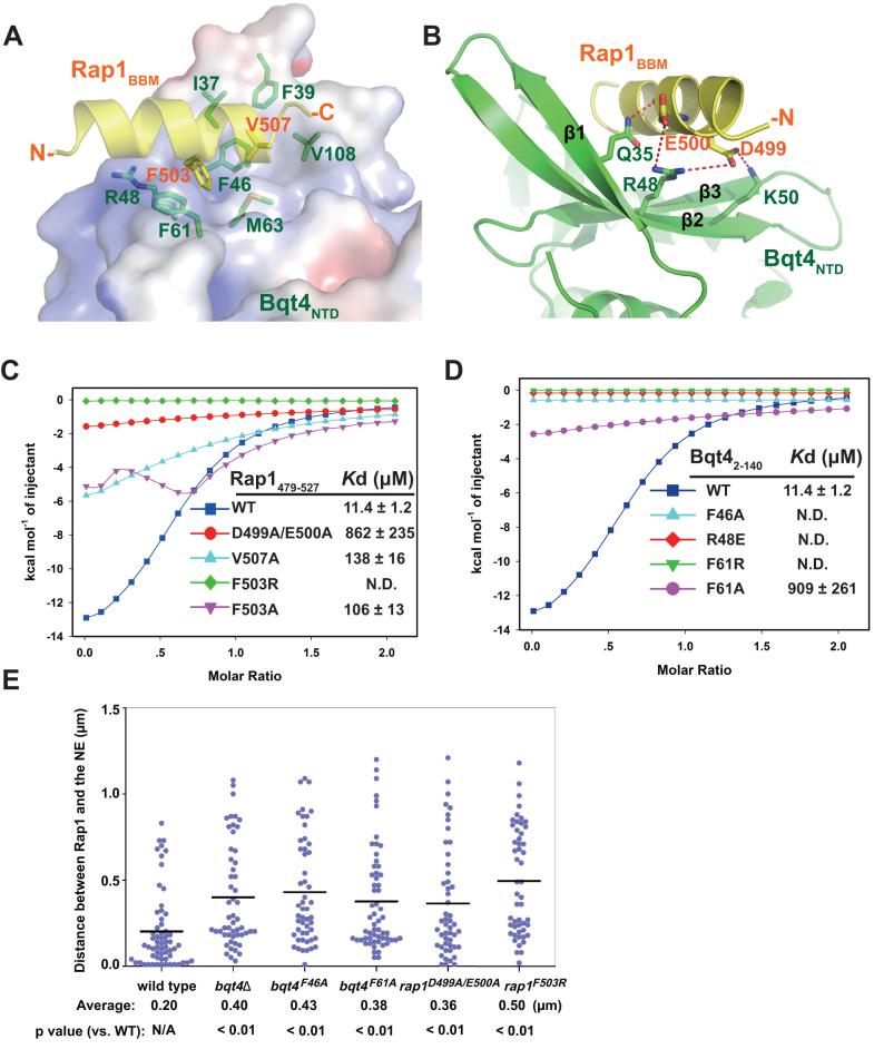 https://cdn.ncbi.nlm.nih.gov/pmc/blobs/d854/6379675/5c95449be6ca/gky1186fig2.jpg