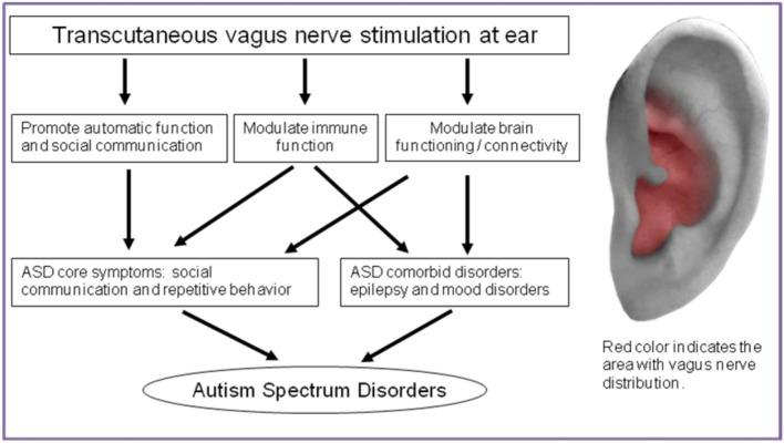 https://cdn.ncbi.nlm.nih.gov/pmc/blobs/d857/5247460/4d940f9aa8b0/fnins-10-00609-g0001.jpg