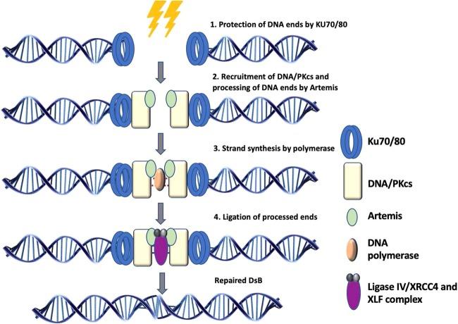 https://cdn.ncbi.nlm.nih.gov/pmc/blobs/d857/7190570/208a8c81a4b7/41388_2020_1250_Fig2_HTML.jpg