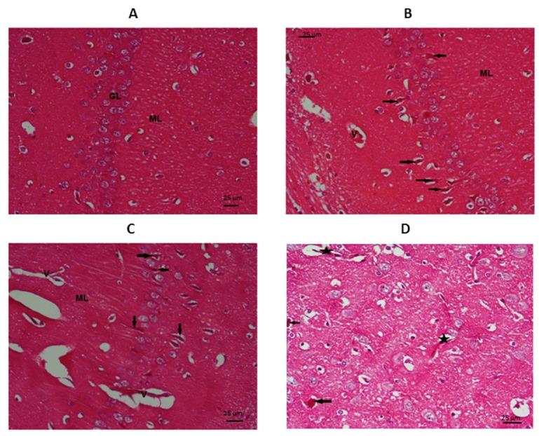 https://cdn.ncbi.nlm.nih.gov/pmc/blobs/d85f/5318675/e6733d6c67b2/EXCLI-15-652-g-005.jpg