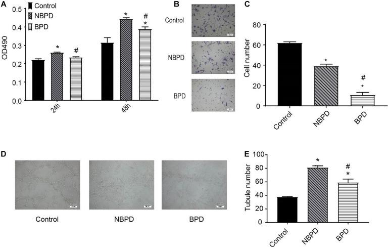 https://cdn.ncbi.nlm.nih.gov/pmc/blobs/d861/8027316/238b28d720aa/fcell-09-637248-g002.jpg