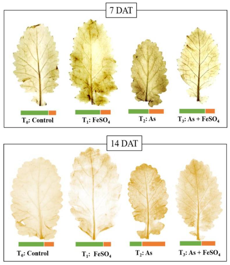 https://cdn.ncbi.nlm.nih.gov/pmc/blobs/d861/9228442/fab32864a546/plants-11-01559-g005.jpg