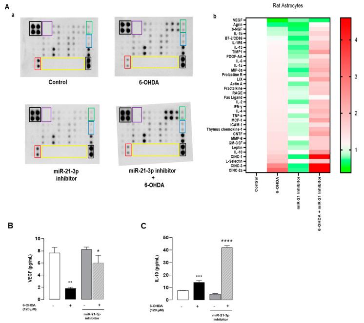 https://cdn.ncbi.nlm.nih.gov/pmc/blobs/d866/11487398/06908d82579f/cells-13-01188-g006.jpg