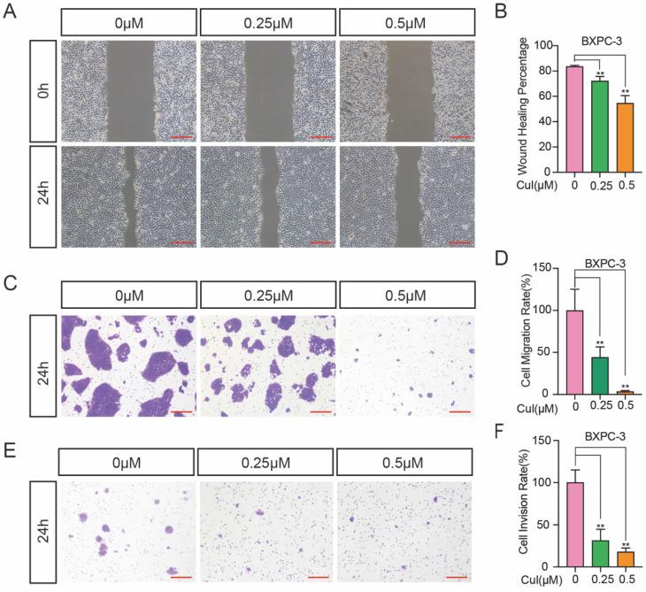 https://cdn.ncbi.nlm.nih.gov/pmc/blobs/d867/9066209/c459a03a5ba5/jcav13p2050g003.jpg