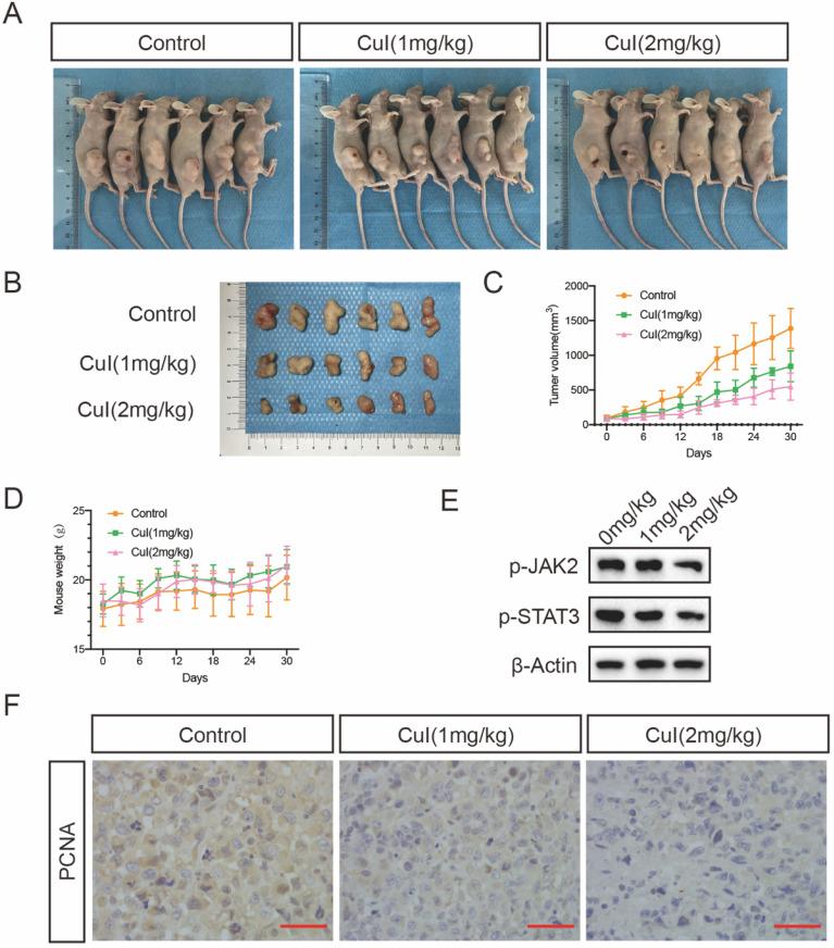 https://cdn.ncbi.nlm.nih.gov/pmc/blobs/d867/9066209/cffe03b60cef/jcav13p2050g006.jpg