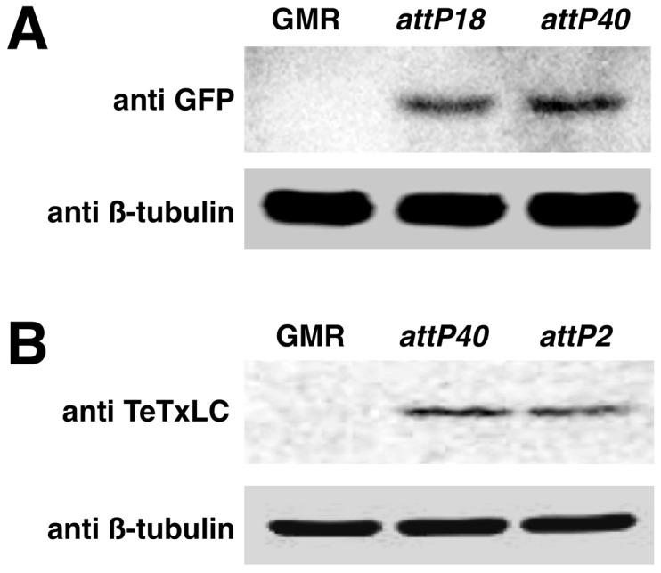 https://cdn.ncbi.nlm.nih.gov/pmc/blobs/d868/3405054/e8649c0dd503/pone.0042102.g002.jpg
