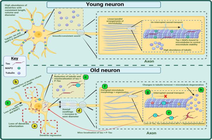 https://cdn.ncbi.nlm.nih.gov/pmc/blobs/d86b/11040321/6c29556887f9/NRR-19-1899-g002.jpg