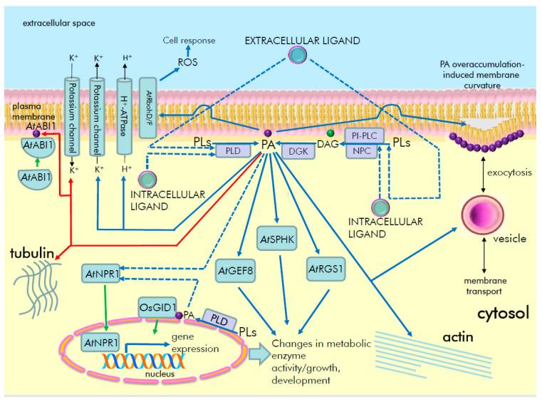 https://cdn.ncbi.nlm.nih.gov/pmc/blobs/d86e/8954910/975e7a8cdb67/ijms-23-03227-g004.jpg