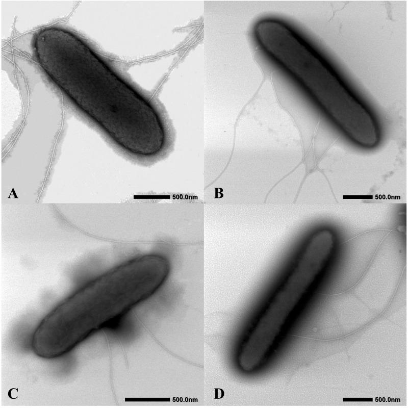 https://cdn.ncbi.nlm.nih.gov/pmc/blobs/d86f/6773877/6e4d32151d9f/fmicb-10-02201-g007.jpg