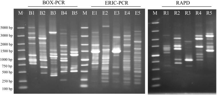 https://cdn.ncbi.nlm.nih.gov/pmc/blobs/d86f/6773877/7558c983fea5/fmicb-10-02201-g006.jpg