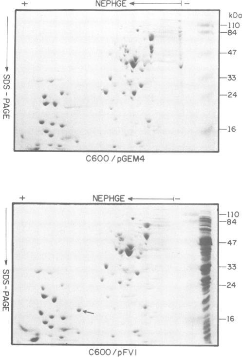 https://cdn.ncbi.nlm.nih.gov/pmc/blobs/d873/453084/8e3a8fb4018e/emboj00109-0414-a.jpg