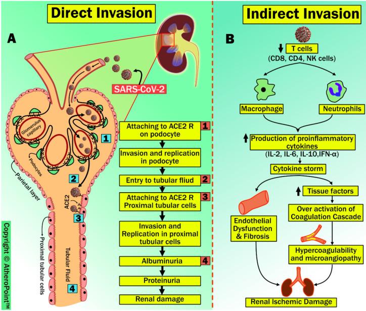 https://cdn.ncbi.nlm.nih.gov/pmc/blobs/d873/9409845/b45e647ab6f5/jcdd-09-00268-g007.jpg