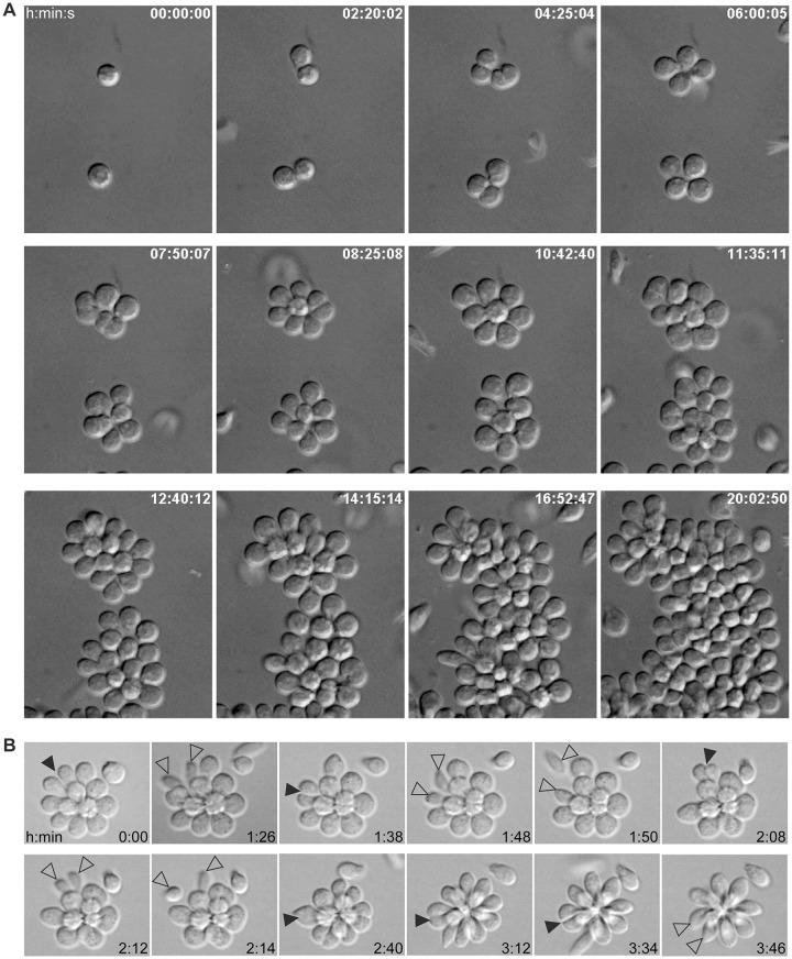 https://cdn.ncbi.nlm.nih.gov/pmc/blobs/d877/6687205/308160efc81f/pntd.0007570.g003.jpg