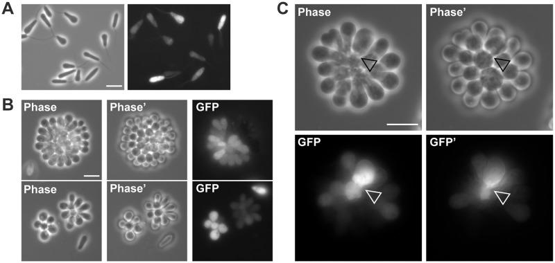 https://cdn.ncbi.nlm.nih.gov/pmc/blobs/d877/6687205/ff6231ef95eb/pntd.0007570.g002.jpg