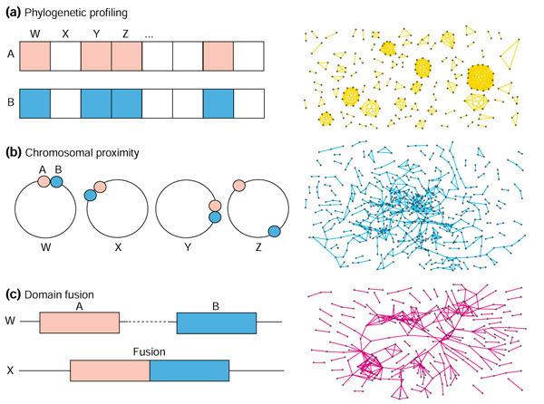 https://cdn.ncbi.nlm.nih.gov/pmc/blobs/d87b/133448/b3462776f7c4/gb-2002-3-11-research0064-1.jpg