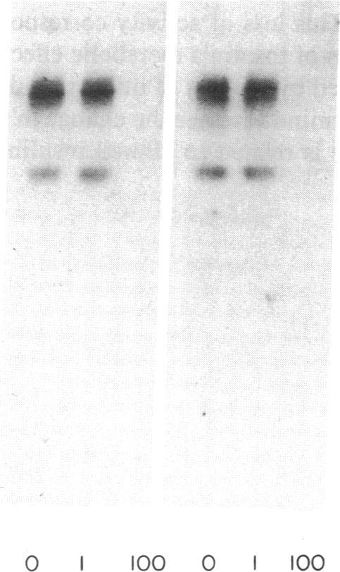 https://cdn.ncbi.nlm.nih.gov/pmc/blobs/d87b/303652/8d8c6583503b/jcinvest00082-0143-a.jpg
