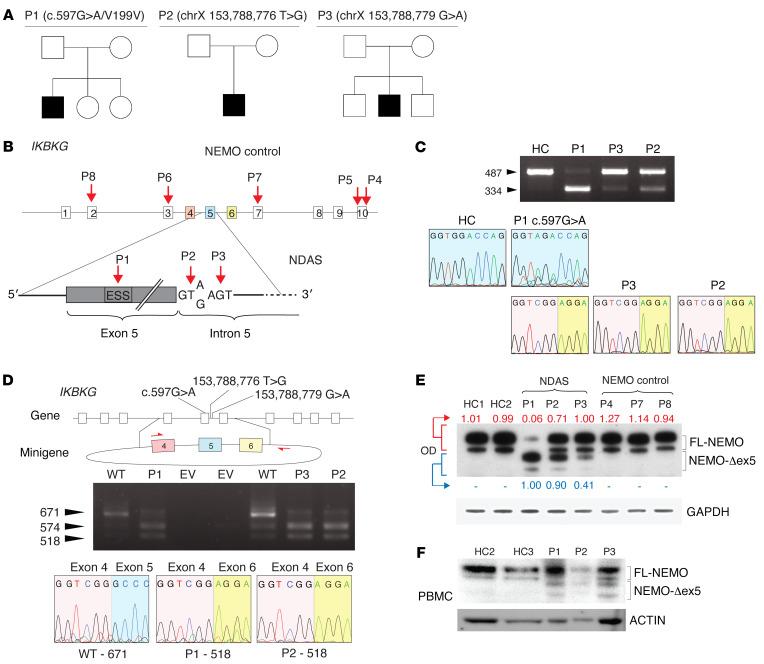 https://cdn.ncbi.nlm.nih.gov/pmc/blobs/d87e/8920334/b5a89526fcf4/jci-132-128808-g142.jpg