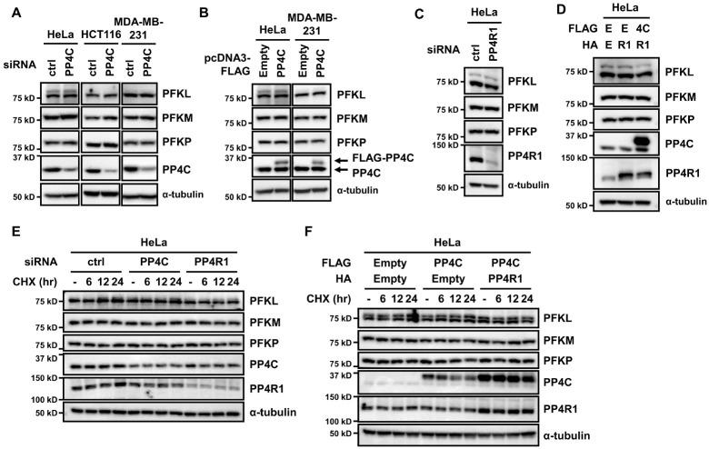 https://cdn.ncbi.nlm.nih.gov/pmc/blobs/d882/10689085/b4036c91a590/bmb-56-11-618-f2.jpg
