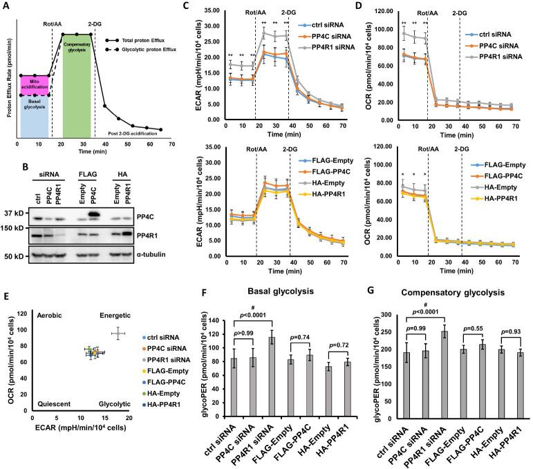 https://cdn.ncbi.nlm.nih.gov/pmc/blobs/d882/10689085/dc19e5d045d5/bmb-56-11-618-f4.jpg