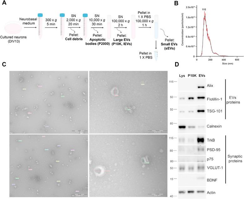 https://cdn.ncbi.nlm.nih.gov/pmc/blobs/d884/10518375/f782d99d8040/JEV2-12-12355-g005.jpg