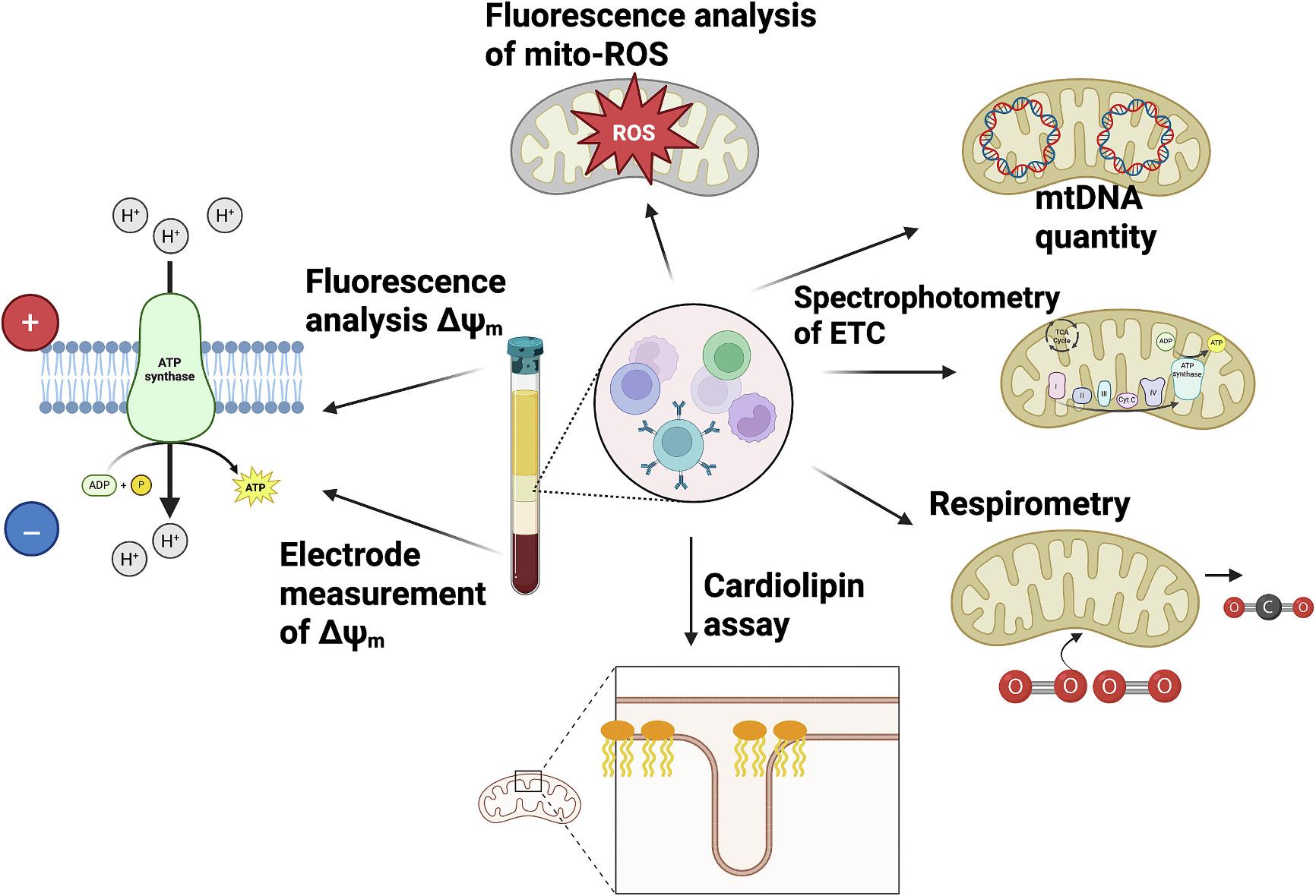 https://cdn.ncbi.nlm.nih.gov/pmc/blobs/d886/12250752/ec3edb8a0909/nihms-2092813-f0001.jpg