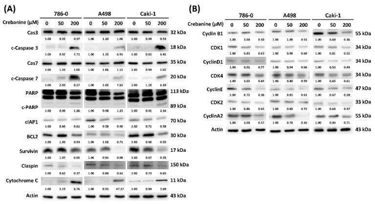 https://cdn.ncbi.nlm.nih.gov/pmc/blobs/d887/12295564/b18fdeacee37/ijms-26-06896-g005.jpg